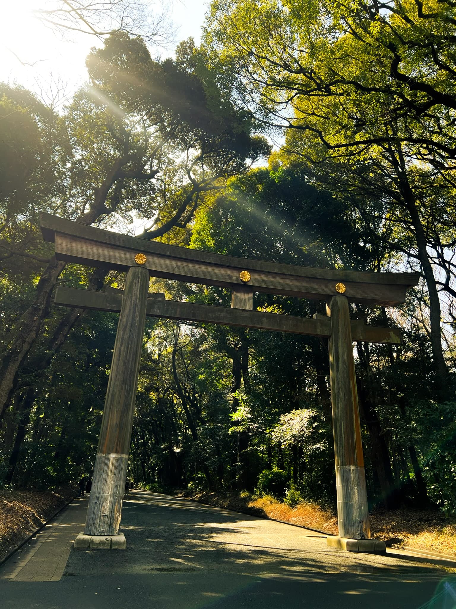 A tall wooden torii gate at Meiji Jingu, with sunlight streaming through the trees above the path